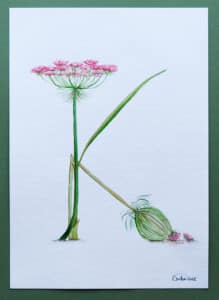 Ilustrované písmeno K - divoká mrkev, květina