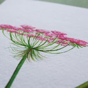 Ilustrované písmeno K - divoká mrkev, květina